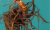 Supplements for Menopause: Natural Aid for Women’s Health