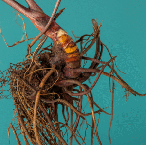 Supplements for Menopause: Natural Aid for Women’s Health