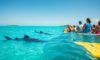 Whale Shark Swimming: Tips and Best Times in Belize