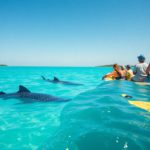 Whale Shark Swimming: Tips and Best Times in Belize