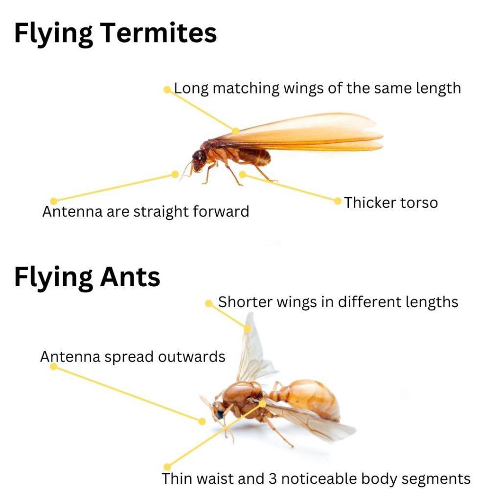 Flying Termites: Their Significance and How to Respond