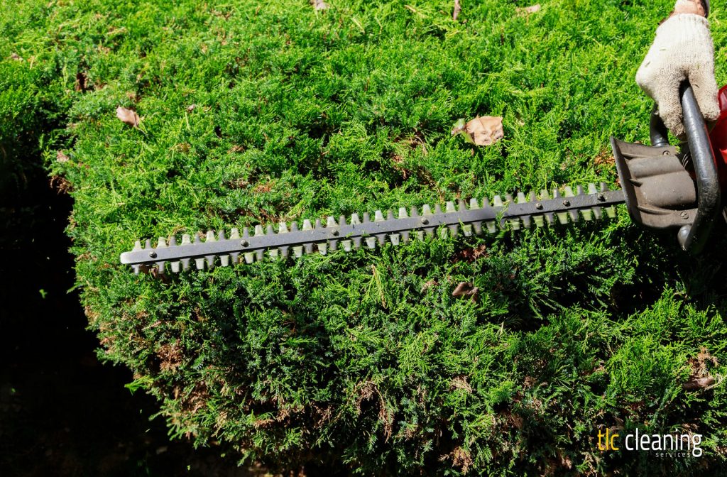 Hedge Trimming Best Practices for Marston Magna Gardens