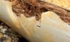 Pipe Relining: How to Tackle Tree Roots in Drains