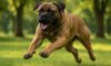 Bigger Dogs and Their Aggression: Unveiling the Truth