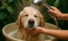 Pet Bath Water Conservation Tips Every Household Should Know