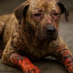 Burn Wound Care for Pets: Key Healing Tips You Need