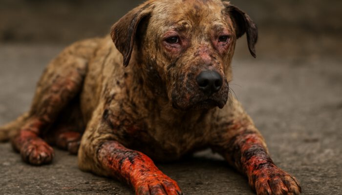 Distressed dog with paw burns, fur blisters, and mouth charring from thermal, chemical, and electrical injuries.