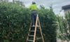 Hedging Plants: Easy Care Options for Newcastle Gardens