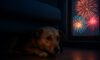 Firework Phobia Solutions: Strategies to Comfort Your Pets