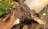 Tree Roots in Drains: Resolving Wollongong’s Persistent Problem