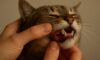 Teeth Brushing Kits for Cats: Top Oral Care Essentials