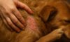 Flea Control for Pets: Tips to Avoid Autumn Infestations