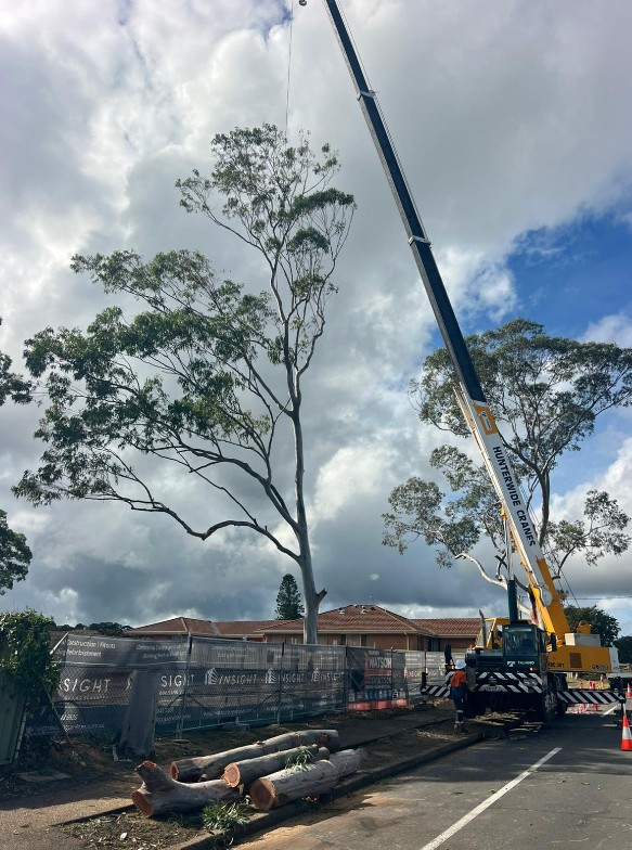 Tree removal with crane assistance
