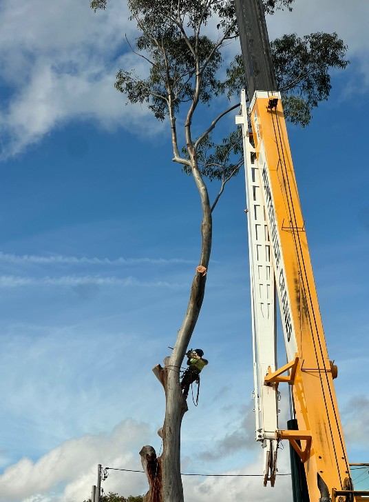 Progress during tree removal