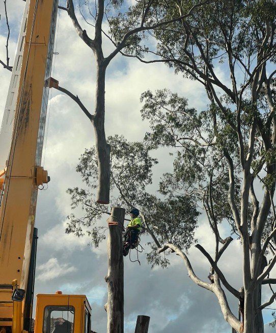 Tree being felled